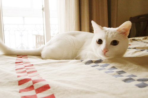 爬在床上的白色小猫