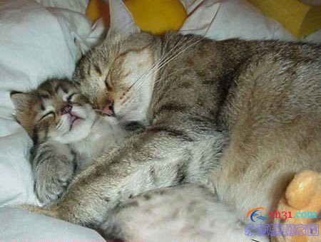 两只抱着睡觉的猫咪