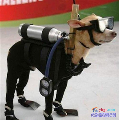 狗狗版专业潜水员