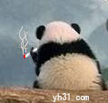 熊猫抽烟中