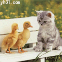猫和鸭相互问好