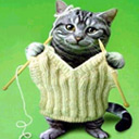 小猫学织毛衣