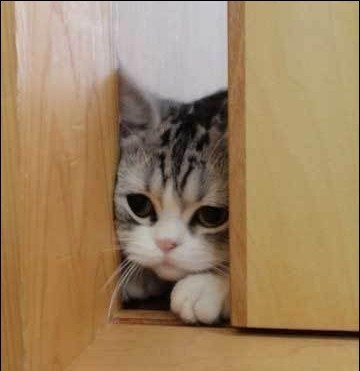 小猫爬在门缝边偷看