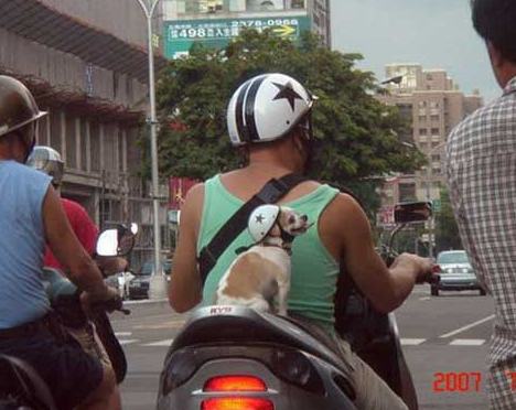 保护小狗，坐车也要戴头盔