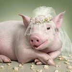最美丽的猪新娘