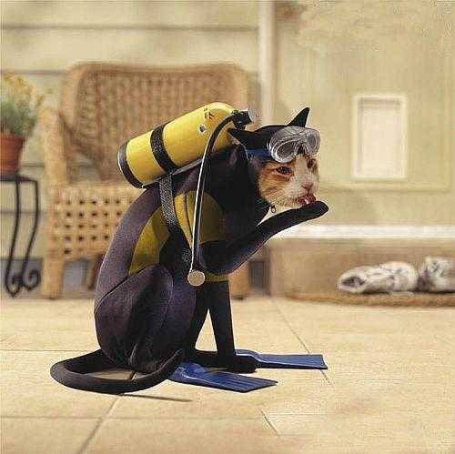 有趣的潜水员，一只猫
