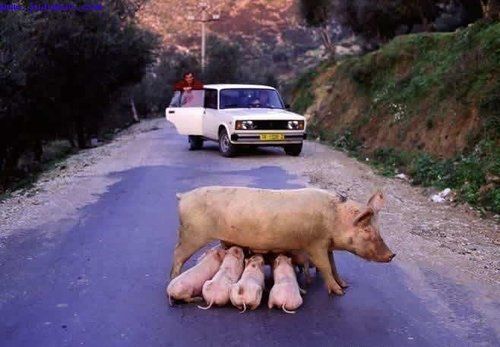 猪一不小心就阻碍了交通