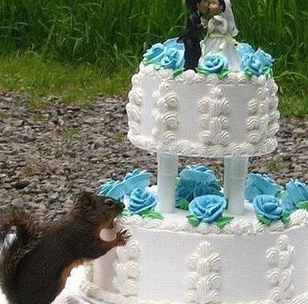 偷吃蛋糕的老鼠