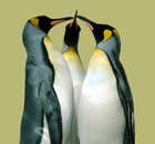 三只特别的企鹅在干嘛
