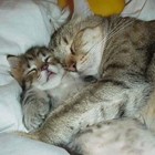两只可爱猫咪的睡姿