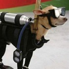 酷狗的潜水装束
