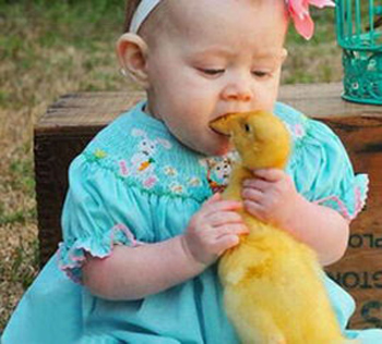 我只是想和小鸭接个吻