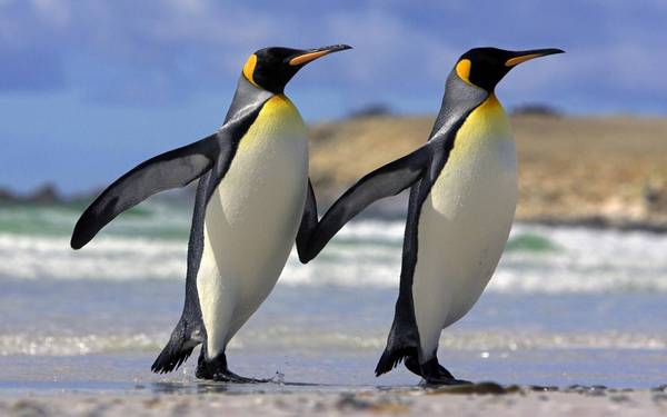 两只牵手散步的企鹅