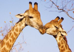 两只相亲相爱的长颈鹿