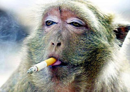 这只老猴子抽的是烟还是寂寞呢