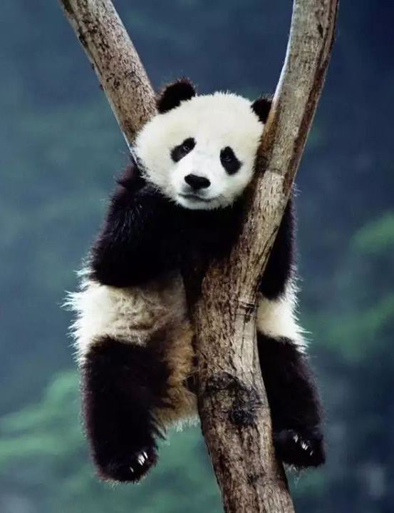 挂在树丫上赏风景的大熊猫