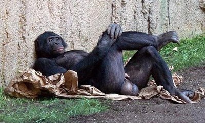 大猩猩像人类一样躺着休息