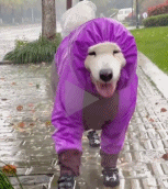 狗狗穿上雨衣出来散个步