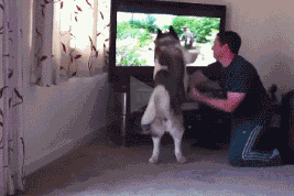 狗狗太激动，想跟电视里的熊决斗