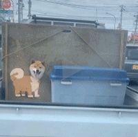 小货车后面专门为狗狗开个洞看风景