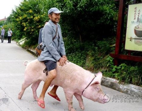 骑在猪身上逛街