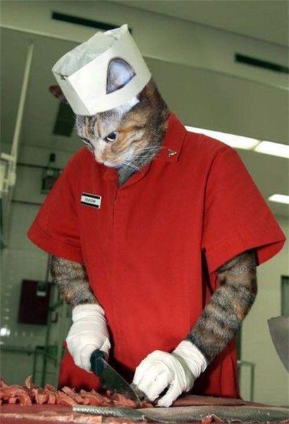 小猫版厨师切肉