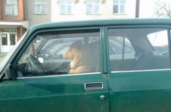 狗狗当司机
