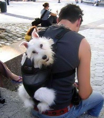 把狗当婴儿一样背在背上的男人