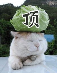 猫咪头顶大白菜