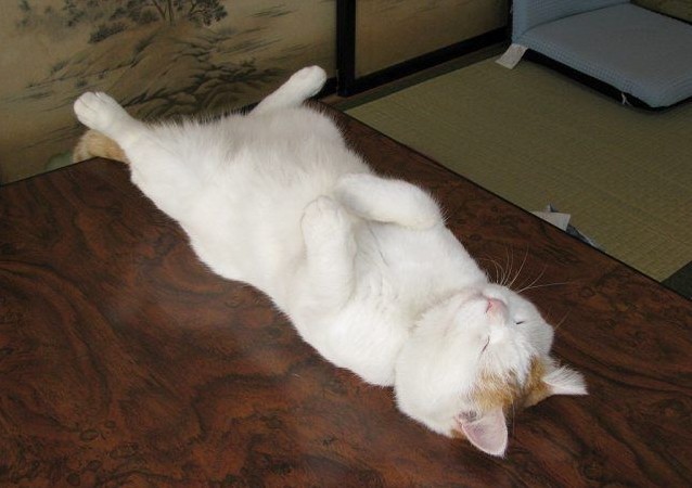 倒着睡觉的白猫