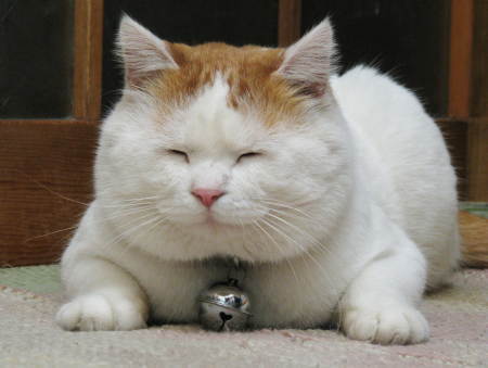 超胖的白猫