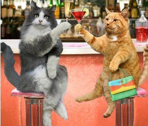 两只坐着喝酒的小猫