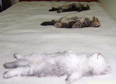 集体仰着睡觉的猫猫