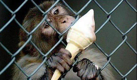 吃甜筒的猴子