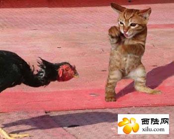 猫咪和公鸡打架
