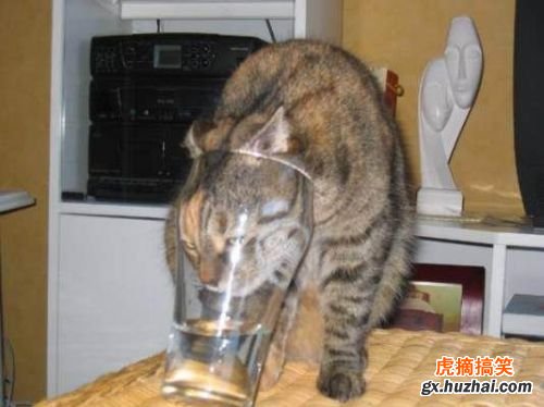 猫咪是这样喝水的