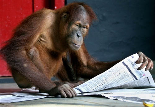 看报纸的猴子，能看懂吗