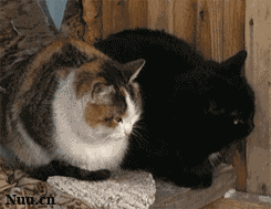 两只猫咪练习转头