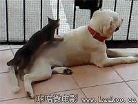 小猫给狗按摩背部