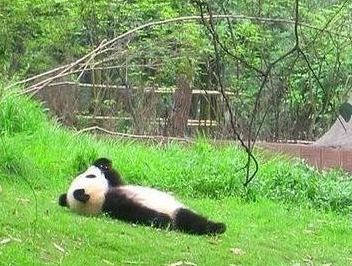 仰躺在地上的大熊猫