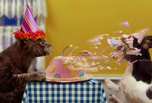 动物们也喜欢扔蛋糕