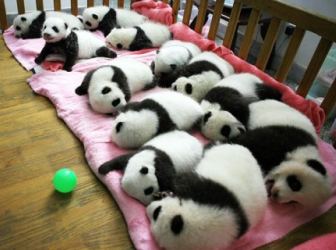 一群熊猫睡觉，精彩的黑白世界