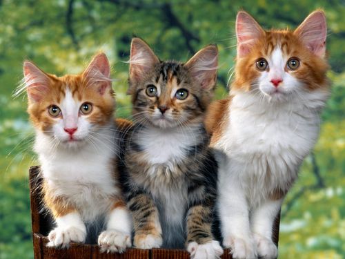 三只超级漂亮的猫咪