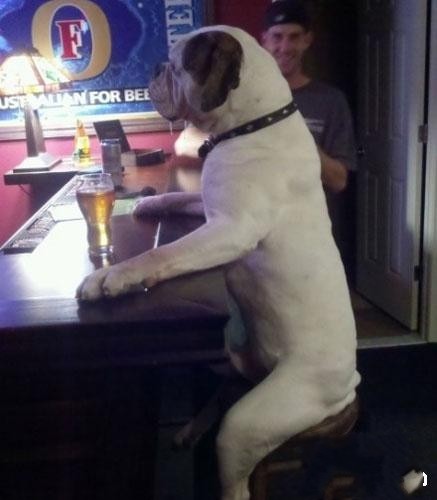 到酒吧喝酒的绅士狗