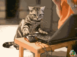 上网打字的猫猫
