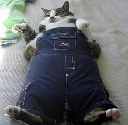 主人为猫咪订做的衣服