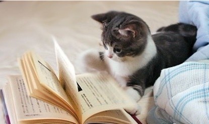 小猫翻书看