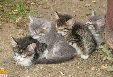 靠在一起睡觉的四只小猫