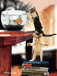 两只猫咪配合抓鱼
