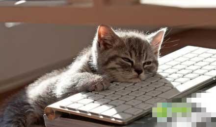 小猫爬在键盘上上网